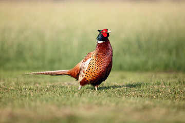 The common pheasant (Phasianus colchicus) in the grass