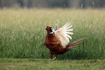The common pheasant (Phasianus colchicus) mating call in the grass