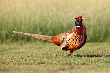 The common pheasant (Phasianus colchicus) in the grass