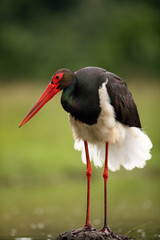 The black stork (Ciconia nigra) standing on a hill of mud