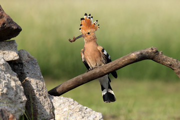 The hoopoe (Upupa epops) with a worm in its beak for the nest