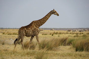 Giraffe, Etoscha Nationalpark, Namibia