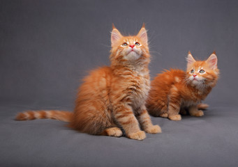 Plakat Two adorable red solid maine coon kitten lying with relaxing loo