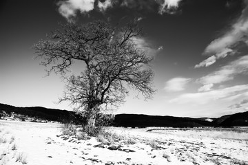 alone tree in winter meadows