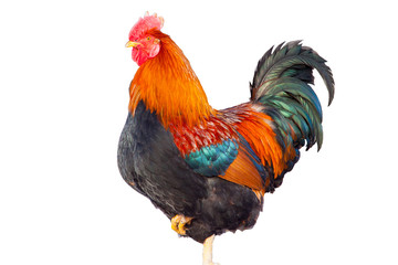 Christmas rooster isolated on white background