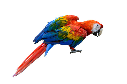 Scarlet macaw, beautiful bird isolated with white background.