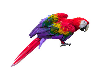 Beautiful bird isolated with white background.