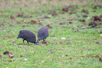 Guineafowl or Numida meleagris