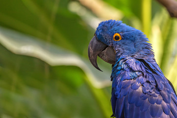 Hyacinth macaw or Anodorhynchus hyacinthinus