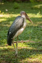 Large wading bird Marabou stork