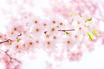 Blooming pink japan sakura flowers. Cherry tree branch. Copy space 
