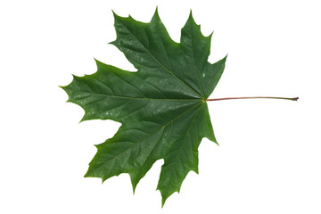 Fototapeta premium maple leaf