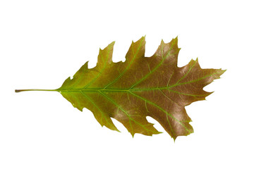 Oak leaf