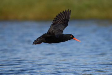 African oystercatcher in flight