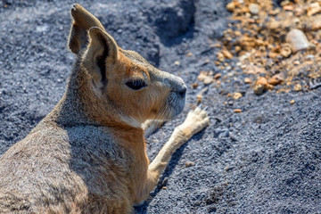 Close up of a patagonian mara