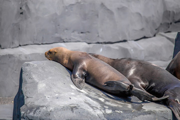 South American Sea Lion
