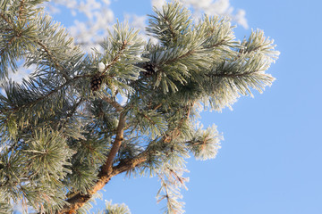 pine tree with icing