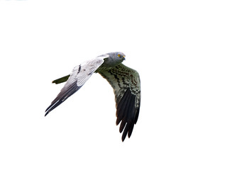 Montagus harrier (Circus pygargus)