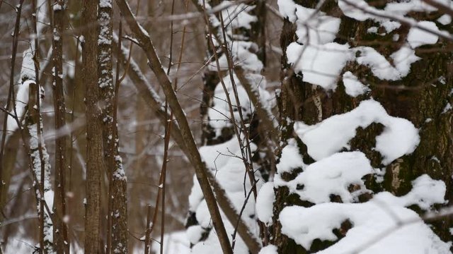 Snowfall In The Winter Forest.