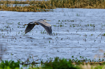 Great Blue Heron