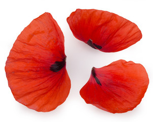 Poppy petals isolated