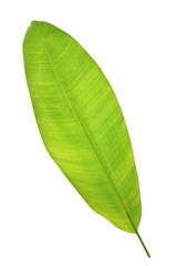 Light green banana leaf isolate