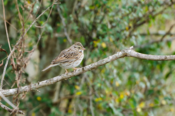 Savannah Sparrow