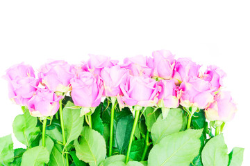 Violet blooming fresh roses with green leaves border isolated on white background