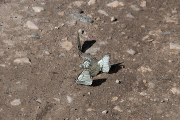 Cluster butterflies on the texture sand with small stones