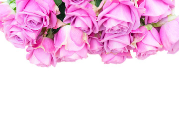 Violet blooming fresh roses border isolated on white background