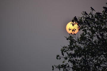 beautiful sunset behind the trees