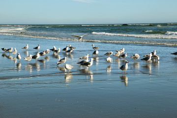 View of seagulls in Second beach