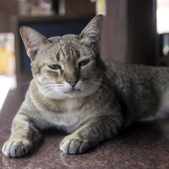 Thai cat crouching on marble table with soft background.