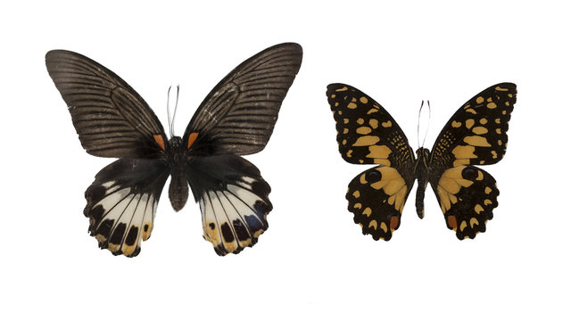 Butterflies isolated photography set: Great mormon (Papilio memnon) and lime butterfly (Paoilio demoleus).