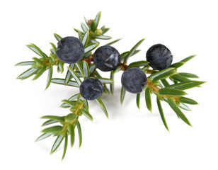 Juniper twig with berries