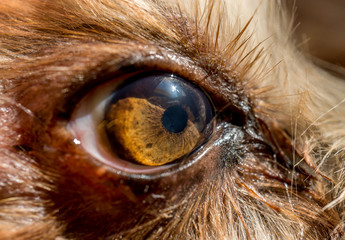 dog's eye macro detail, Yorkshire Terrier brown dog close-up Yorkshire Terrier brown color doggie. Expressive doggy look