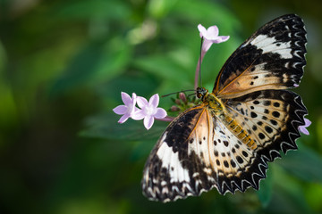 Schmetterling