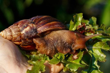 Naklejka na ściany i meble the big Achatina snail