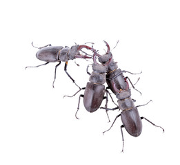 stag beetle