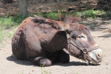 Fototapeta premium Asino accovacciato al sole