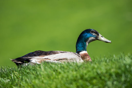 colorful male mallard duck lying in the meadow