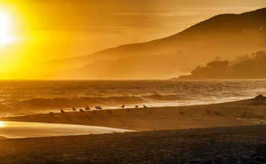Silhouettes of seagulls on California beach with hazy sunset background - obrazy, fototapety, plakaty