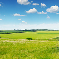 green field and blue sky with light clouds