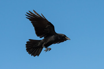Carrion Crow, Crow, Corvus Corone