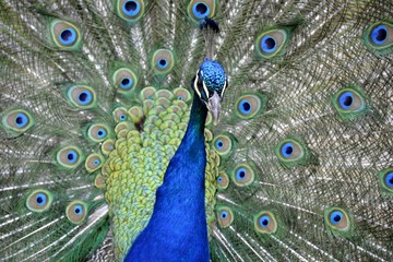 Obraz premium Detail of a wild peafowl 