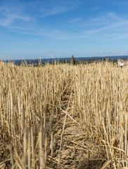 Wheat harvest field. Remnants of wheat already cut