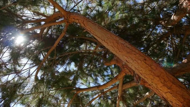  Two high quality videos of conifer in 4K
