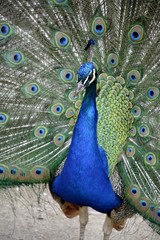 Detail of a wild peafowl 