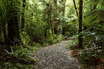 Walking trail in forest