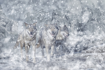 Wolf pack in the mountain, winter and snow © irontrybex